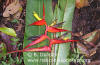 Heliconia cucullata