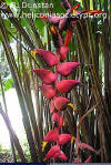 Heliconia curtispatha