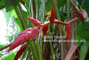 Heliconia curtispatha 