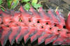 Heliconia curtispatha x mariae 'Crocodile'