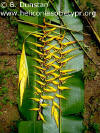 Heliconia dielsiana (yellow form)