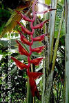 Heliconia excelsa