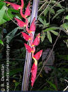 Heliconia excelsa