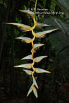 Heliconia griggsiana 'Blue Moon'