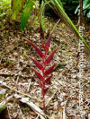 Heliconia harlingii