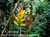 Heliconia hirsuta 'Chumaniana'