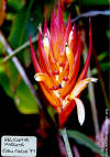 Heliconia hirsuta 'Eden Farms'