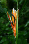 Heliconia holmquistiana