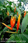 Heliconia ignescens