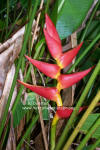 Heliconia imbricata x sarapiquensis 'Harvey Bullis'