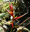 Heliconia impudica