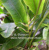 Heliconia indica 'New Guinea'
