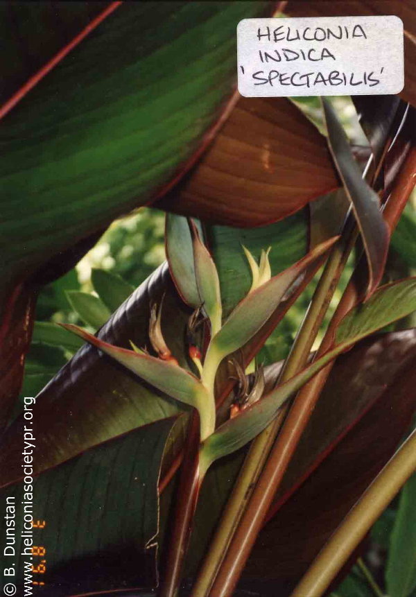 Heliconia indica 'Spectabilis'