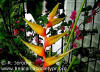 Heliconia latispatha 'Bleeding Heart'