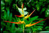 Heliconia latispatha 'Island Garden'