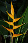 Heliconia latispatha 'Mexican Gold'