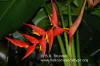 Heliconia latispatha x collinsiana 'Coral Surprise'