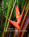 Heliconia lennartiana 'Santa Fe'