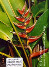 Heliconia lophocarpa x sarapiquensis