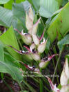 Heliconia lourtigiae