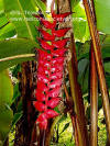 Heliconia mariae x pogonantha holerythra 'Bushmaster'