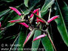 Heliconia metallica (green form)