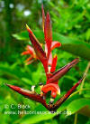 Heliconia metallica (red form)