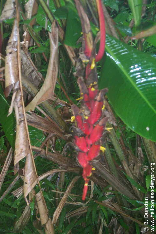 Heliconia obscura 'Dichroma Red'