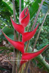 Heliconia orthotricha 'She'