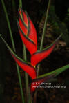 Heliconia orthotricha 'Edge of Nite'