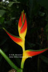 Heliconia orthotricha 'Tricolor'