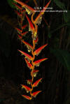 Heliconia pastazae