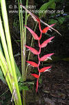 Heliconia pendula 'Botanical Ark'