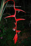 Heliconia pendula 'Bright Red'