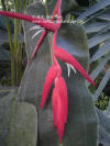 Heliconia pendula 'Frosty'