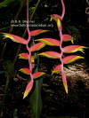 Heliconia plowmaniana