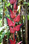 Heliconia pogonantha var. holerythra