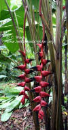 Heliconia pogonantha var. holerythra