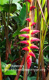 Heliconia pogonantha var. pogonantha