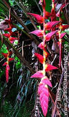 Heliconia pogonantha var. pogonantha