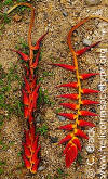 Heliconia pogonantha var. veraguasensis