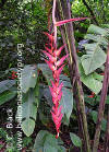 Heliconia pogonantha var. veraguasensis (red form)