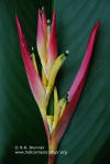 Heliconia psittacorum 'Borinquen Sunrise'