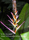 Heliconia psittacorum 'Brazil'