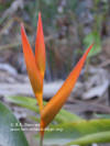 Heliconia psittacorum x spathocircinata 'Golden Torch Sunshine'