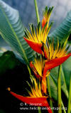 Heliconia psittacorum x spathocircinata 'Guyana'
