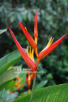 Heliconia psittacorum x spathocircinata 'Keanae Red'