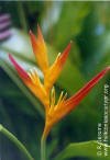 Heliconia psittacorum x spathocircinata 'Tropics'