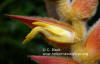 Heliconia ramonensis var. lanuginosa (bract closeup)