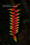 Heliconia rostrata